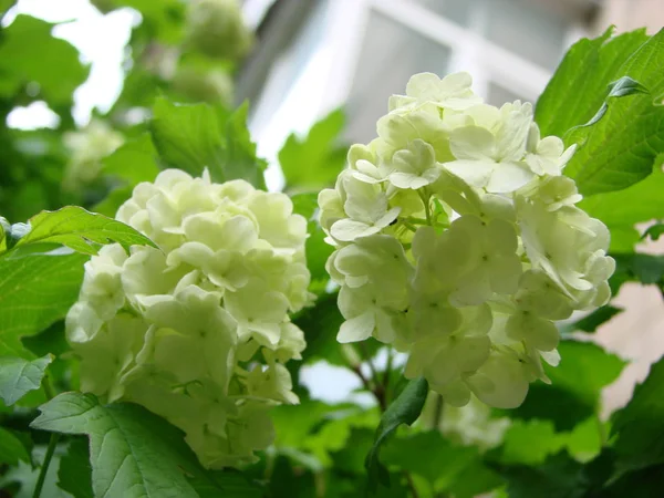 Hortensias florecientes con hermosas flores blancas floreciendo. Cierra Hydrangea Flower, color pastel. Banner. espacio de copia —  Fotos de Stock