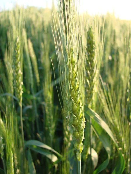 Barbas de trigo. Campo de trigo manhã nascer do sol e sol — Fotografia de Stock