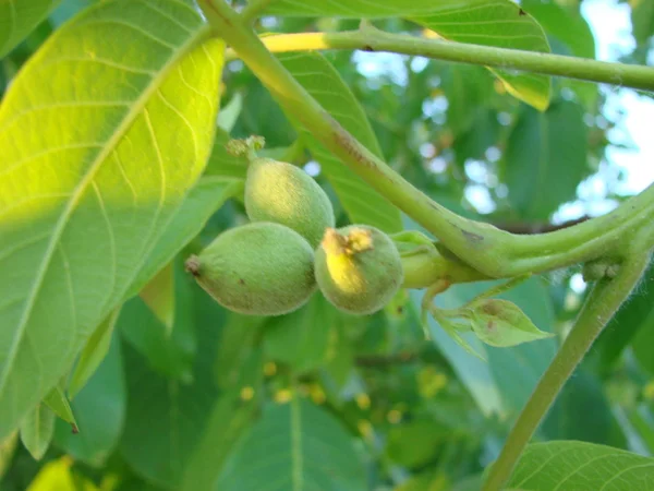Зелені волоські горіхи збоку на гілці горіхового дерева. Копіювати простір над і під зеленими волоськими горіхами . — стокове фото