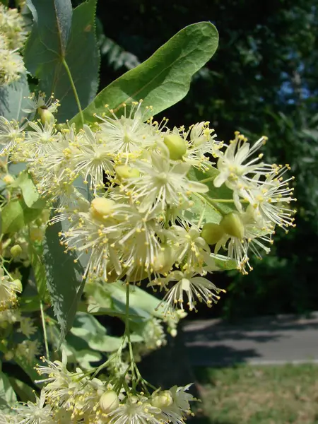 Blüten Aus Blühendem Lindenholz Die Für Apotheke Apotheke Naturheilkunde Und — Stockfoto