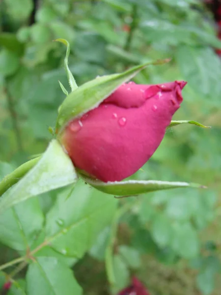 Bud, flower of a red varietal rose on the background of green grass in the garden, spring, summer, — Stock Photo, Image
