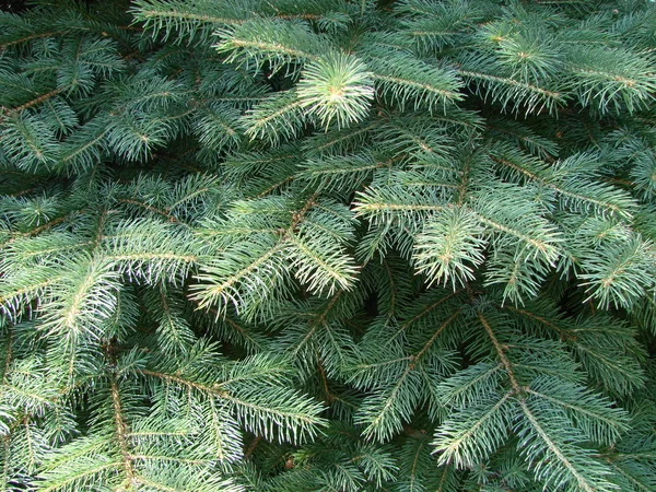 Blue spruce branch. Beautiful branch of spruce with needles. Christmas tree in nature. — Stock Photo, Image