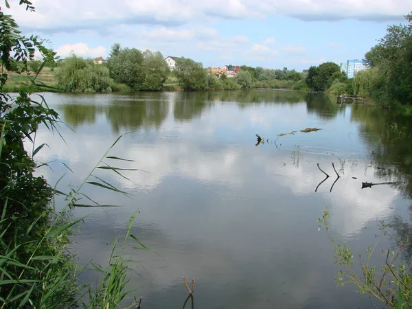 Lago estivo vicino alla foresta con alberi . — Foto Stock