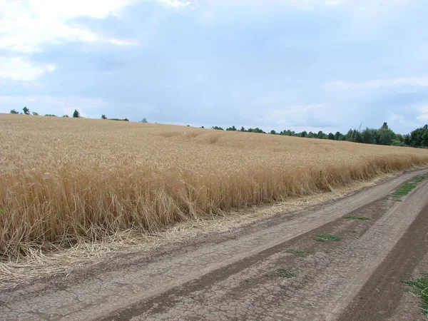 Venkovská venkovská cesta přes pšeničný pole. Žluté pole ječmene v létě. Zemědělská sezóna, doba sklizně. Barevná dramatická obloha při západu slunce. — Stock fotografie