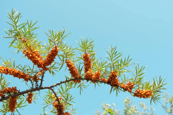 Branch Sea Buckthorn Berries Sunny Day Beautiful Background — Stock Photo, Image