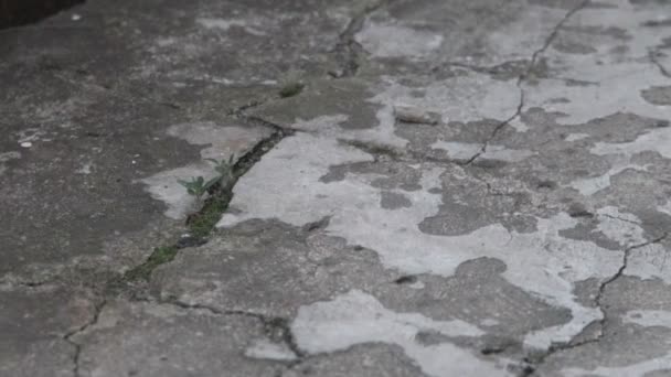 Texture Cement Floor View Top Camera Movement Cracks Stains Monochrome Videos De Stock Texture Cement Floor View Top Camera Movement Cracks Stains Monochrome Videos De Stock