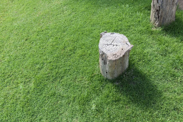 Gemähter Baum Auf Grünem Rasen Stumpf Hintergrund Mit Kopierraum Natur — Stockfoto