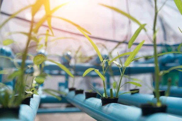 Sayuran Hydroponics Pertanian Latar Belakang Lahan Pertanian Makanan Organik Dan — Stok Foto