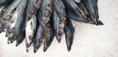 Uskumru süpermarkette buzda. Yemek için Saba denilen ölü çiğ donmuş Japon balık. Taze deniz tuzlu su/açma scomber balık beslenme ve omega 3 süper market raf besler beyin için