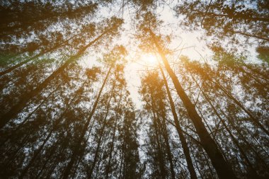 Çam ormanları ve sun ray. Doğa ve orman kavramı. Seyahat ve tatil tema. Trekking ve macera tema. Ayaklanma açılı görünüş.