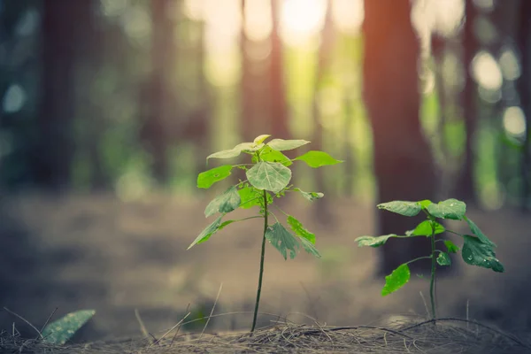 Feche Pequena Planta Brilhando Floresta Conceito Início Vida Natureza Paisagem — Fotografia de Stock