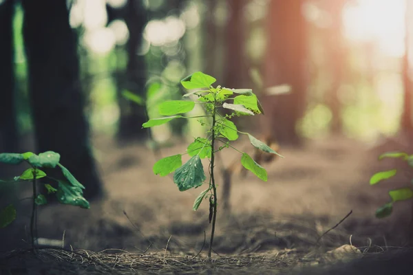 Feche Pequena Planta Brilhando Floresta Conceito Início Vida Natureza Paisagem — Fotografia de Stock