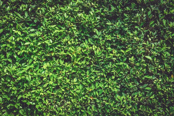 Parede Verde Natureza Planta Fundo Textura Árvore Wallpaper Conceito Tom — Fotografia de Stock
