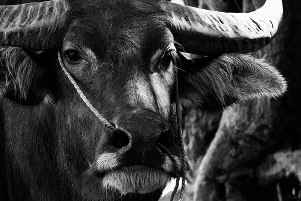 Close up of water buffalo portrait in black and white background — Stock Photo, Image