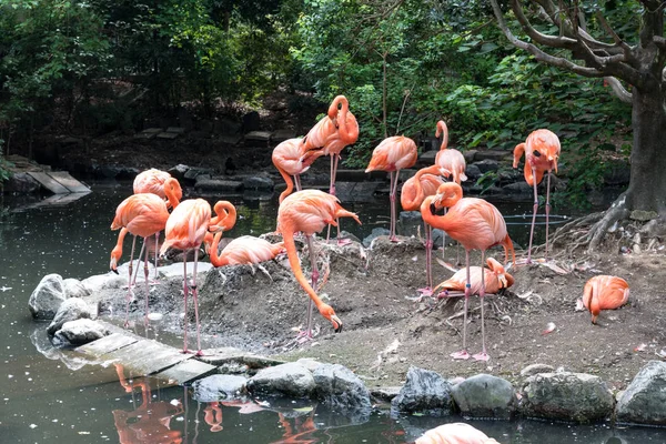 Flock of pink flamingos in pond. Bird and wild life animal conce
