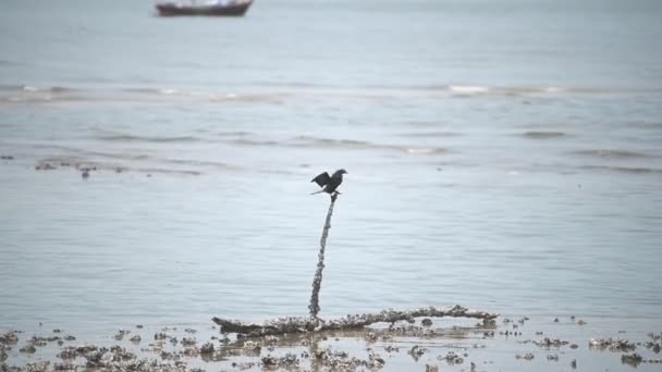 Oriental Darter Atau Snakebird Mencari Ikan Untuk Makan Tunggul Laut — Stok Video