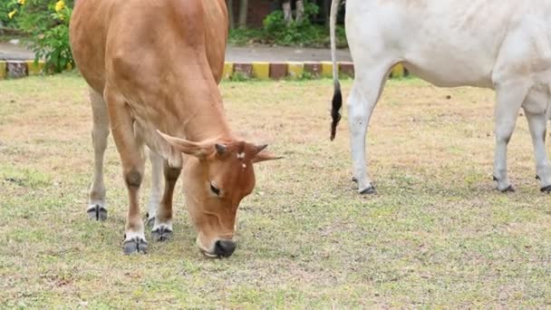 Closeup View Domestic Cows Grazing Farm — Stock Video