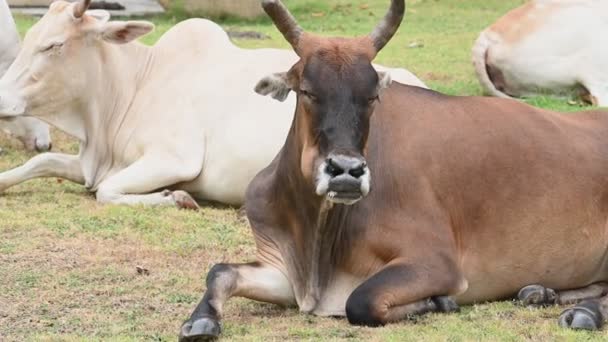 Closeup View Domestic Cow Grazing Farm — Stock Video