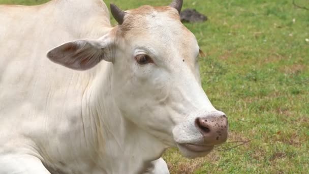 Closeup View Domestic Cow Grazing Farm — Stock Video