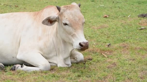 Closeup View Domestic Cow Grazing Farm — Stock Video