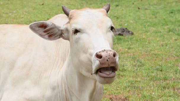 Closeup View Domestic Cow Grazing Farm — Stock Video