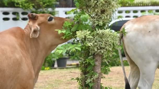 Zaostřená Pohled Pastvu Domácích Krav Zemědělském Podniku — Stock video