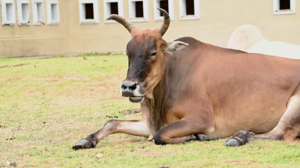 Primer Plano Las Vacas Domésticas Que Pastan Granja — Vídeo de stock