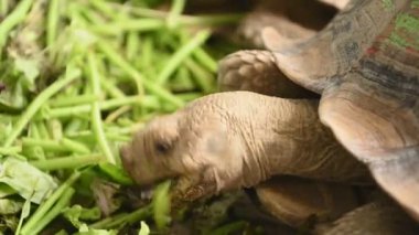 yeşil bitkiler yiyen kaplumbağa hayvan ın yakın çekim görünümü