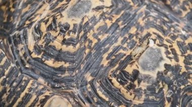 sevimli kaplumbağa hayvan closeup görünümü