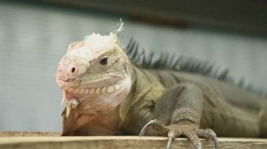 bulanık arka plan karşı kafes kertenkele yakın çekim görünümü