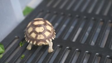 sevimli kaplumbağa hayvan closeup görünümü