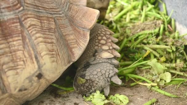 Vista Primer Plano Tortuga Animal Comiendo Plantas Verdes — Vídeo de stock