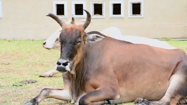 Primer Plano Las Vacas Domésticas Que Pastan Granja — Vídeo de stock