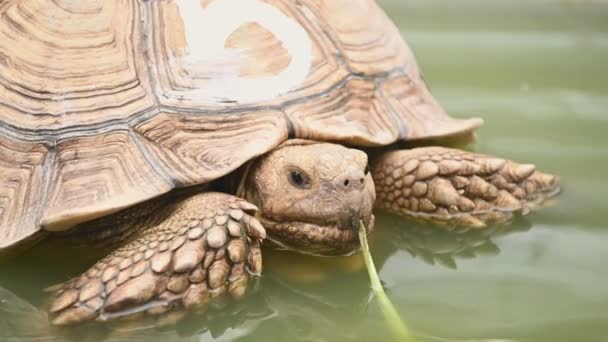 Nahaufnahme Von Schildkrötentier Wasser Zoo — Stockvideo