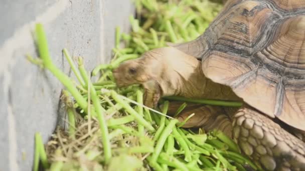 Vista Close Animais Tartaruga Comendo Plantas Verdes — Vídeo de Stock