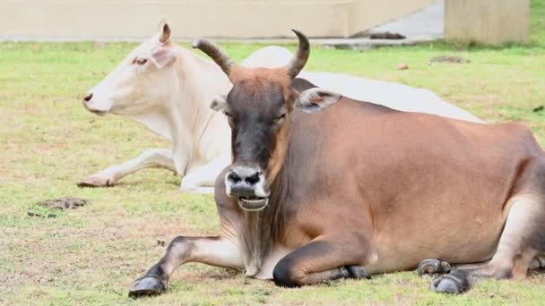 Closeup View Domestic Cows Grazing Farm — Stock Video