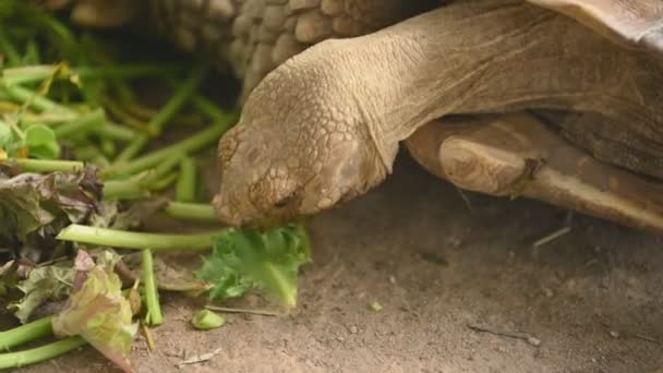 Close Upweergave Van Schildpad Dier Eten Groene Planten — Stockvideo