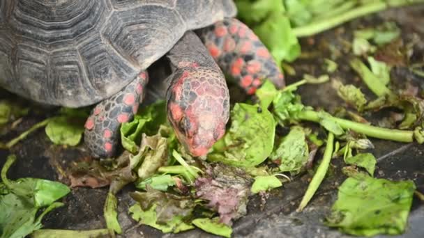 Widok Zbliżenie Zwierzę Żółw Jeść Zielone Rośliny — Wideo stockowe