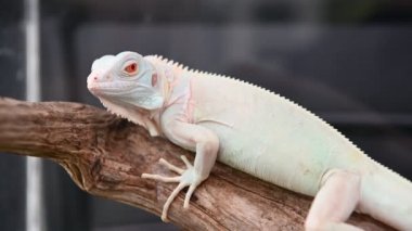 bulanık arka plan karşı dal kertenkele yakın çekim görünümü