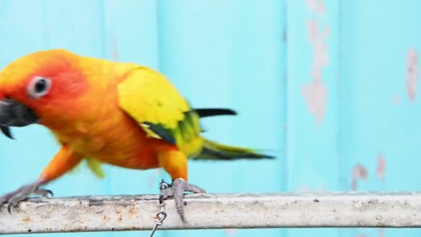 Nahaufnahme Von Bunten Papagei Auf Stock — Stockvideo