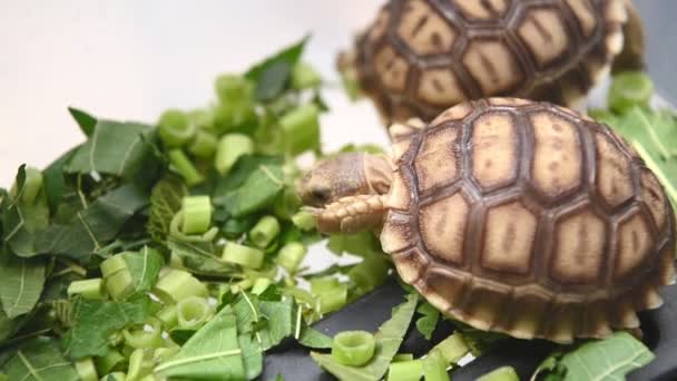 Close Upweergave Van Schildpad Dier Eten Groene Planten — Stockvideo