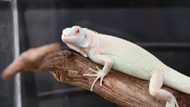 Closeup View Lizard Branch Blurred Background — Stock Video