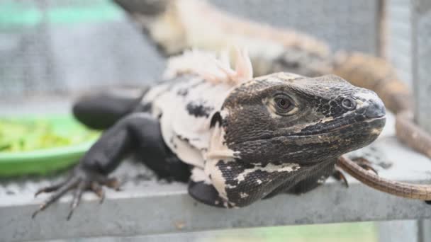 Close Upweergave Van Lizard Tegen Onscherpe Achtergrond — Stockvideo