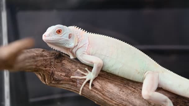 Närbild Lizard Filial Mot Suddig Bakgrund — Stockvideo