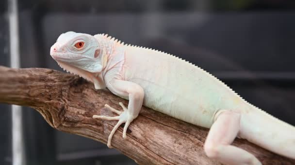 Vista Close Lagarto Ramo Contra Fundo Desfocado — Vídeo de Stock