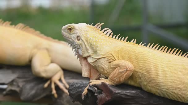 Closeup View Lizards Branch Blurred Background — Stock Video