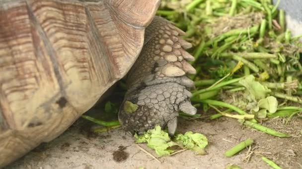 Closeup View Turtle Animal Eating Green Plants — Stock Video