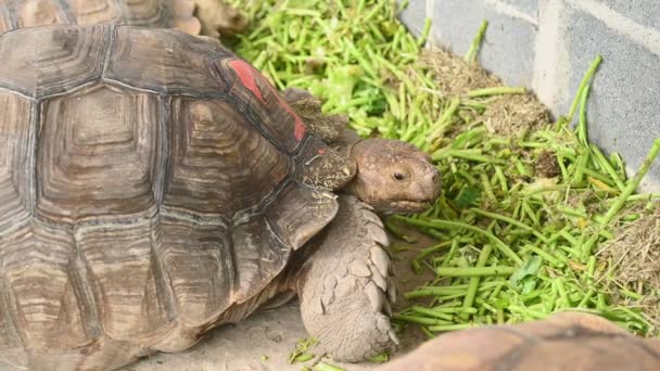 Vista Close Animais Tartaruga Comendo Plantas Verdes — Vídeo de Stock