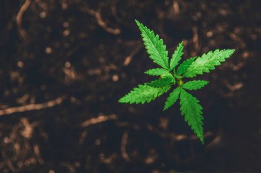 Young Marijuana on dark brown ground background with leaves cann clipart