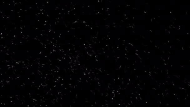 冬の雪が降る モーショングラフィックス構成要素の黒の背景に隔離された雪 空気と嵐の中でランダムな雪のサイズの乱流 隔離された雪のフレーク 4K映像だアルファチャンネル — ストック動画